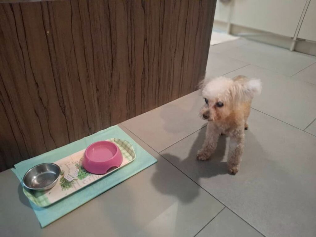 愛犬もCKMA浄水器の水を飲用（FERNWOOD RESIDENCE在住のK様宅で）